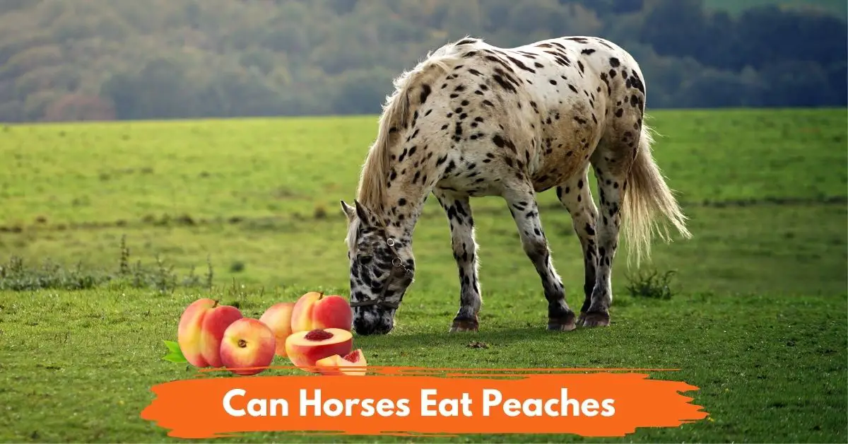 Can Horses Eat Peaches