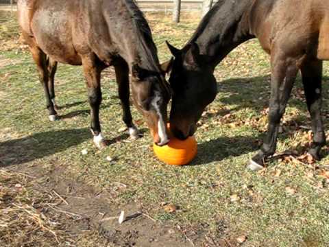 Can Horses Eat Pumpkins