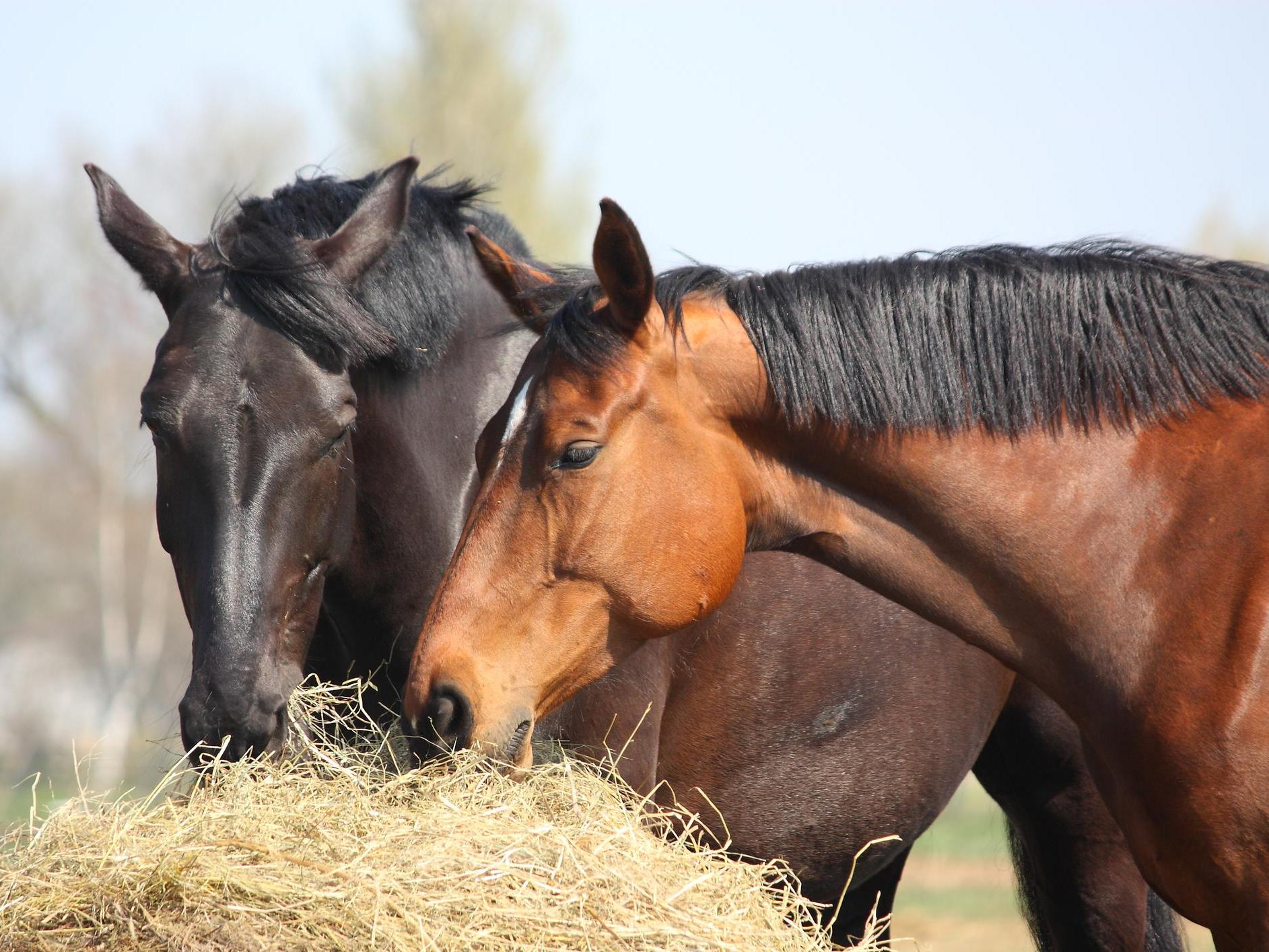 Can Horses Eat Wet Grass