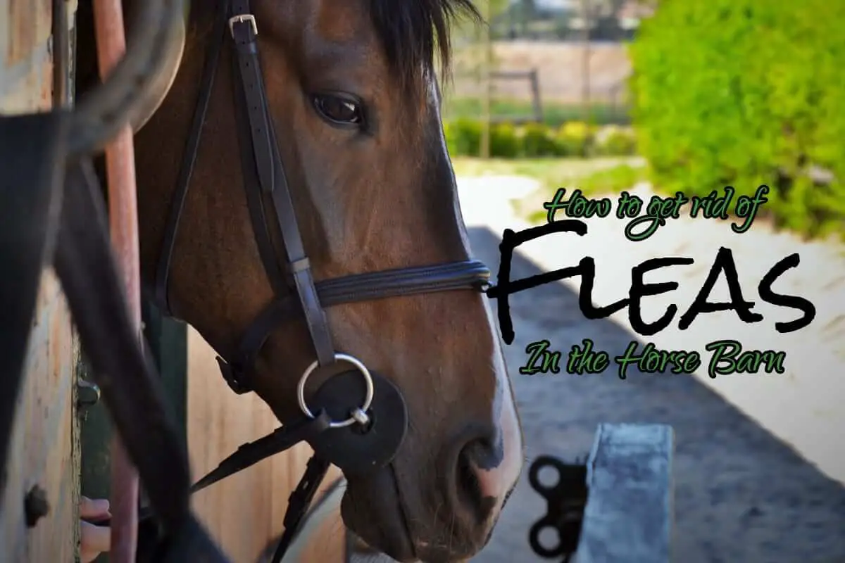 Can Horses Get Fleas