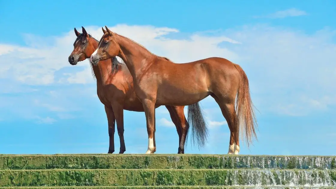 Can Horses Go down Stairs