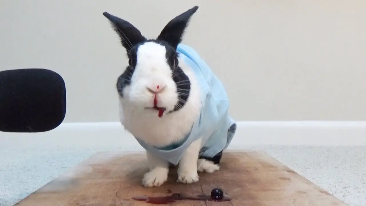 Can Rabbits Eat Berries