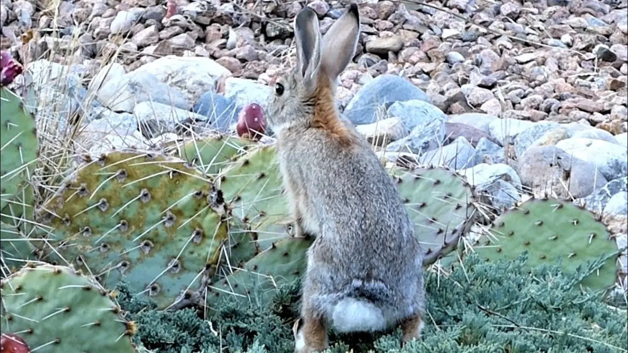 Can Rabbits Eat Cactus