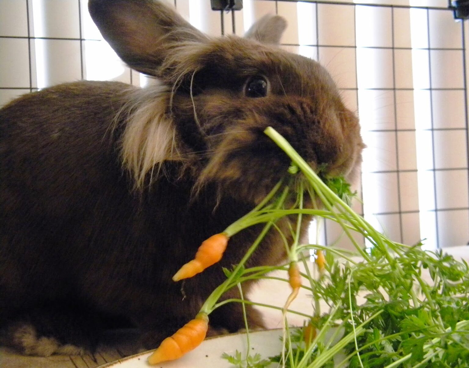Can Rabbits Eat Carrots Leaves