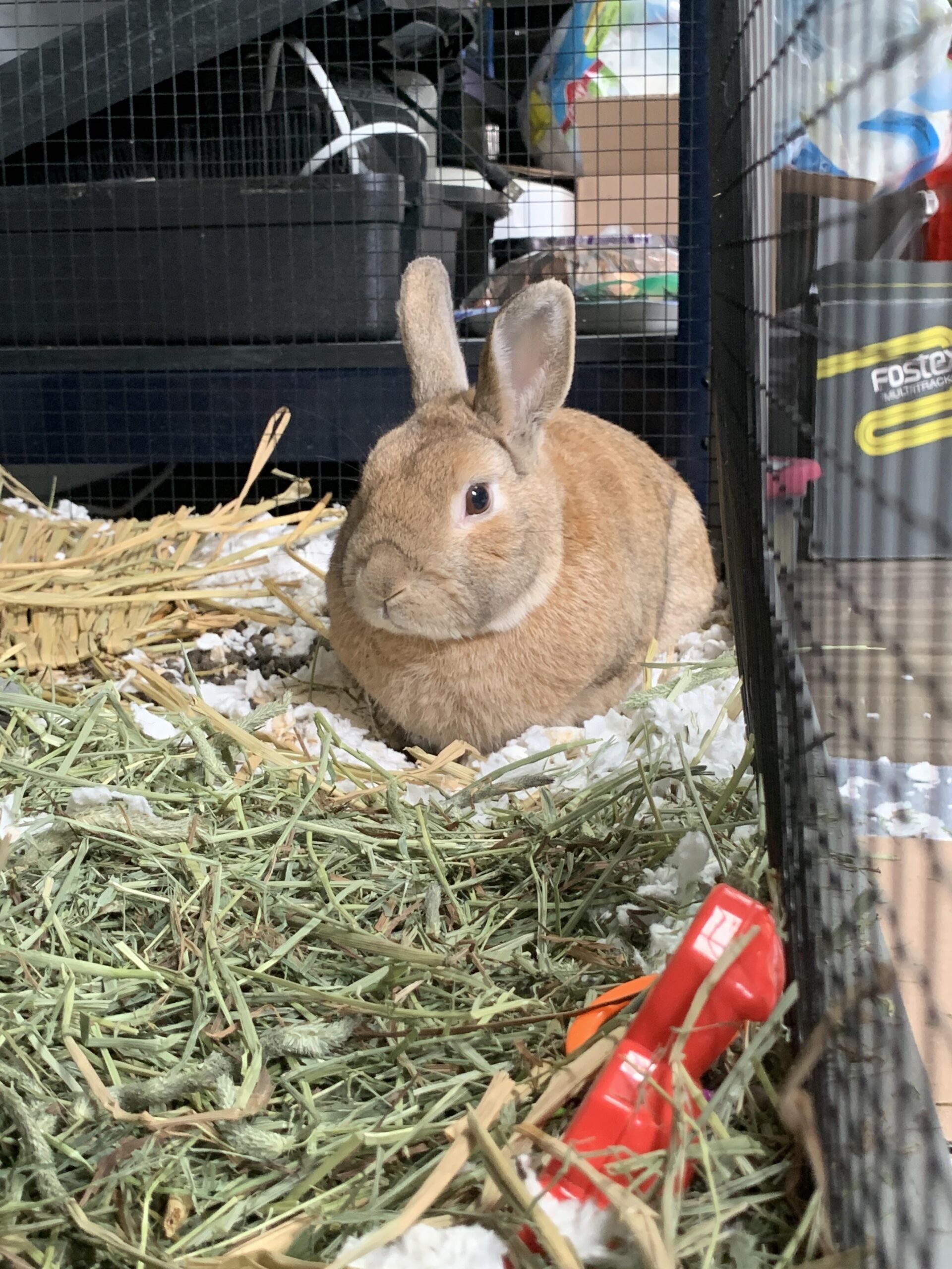 Can Rabbits Eat Cilantro