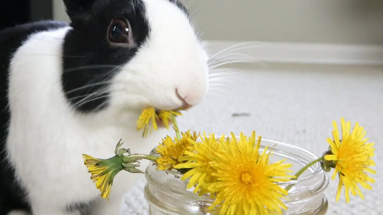 Can Rabbits Eat Dandelions