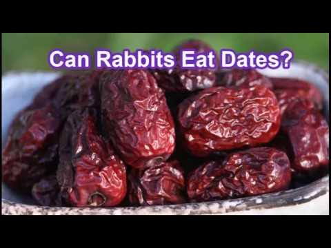 Can Rabbits Eat Dates