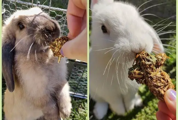 Can Rabbits Eat Freeze Dried Fruit