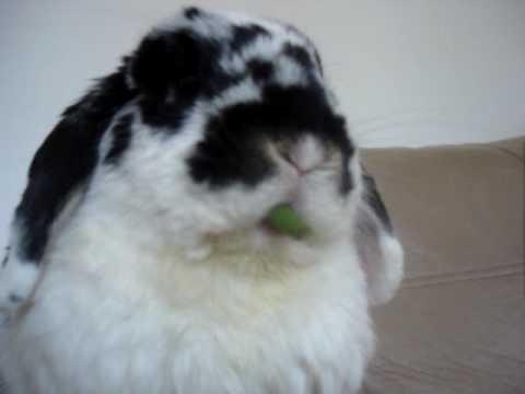 Can Rabbits Eat Green Beans