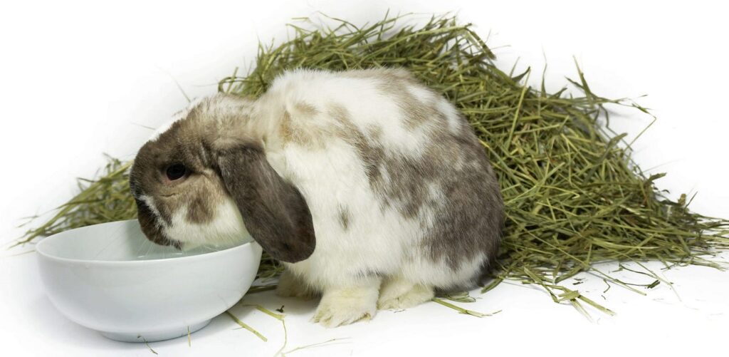 Can Rabbits Eat Honey - Explore the Best Outdoor Gear, Animal Guides ...