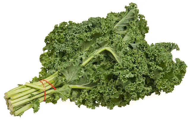 Can Rabbits Eat Kale