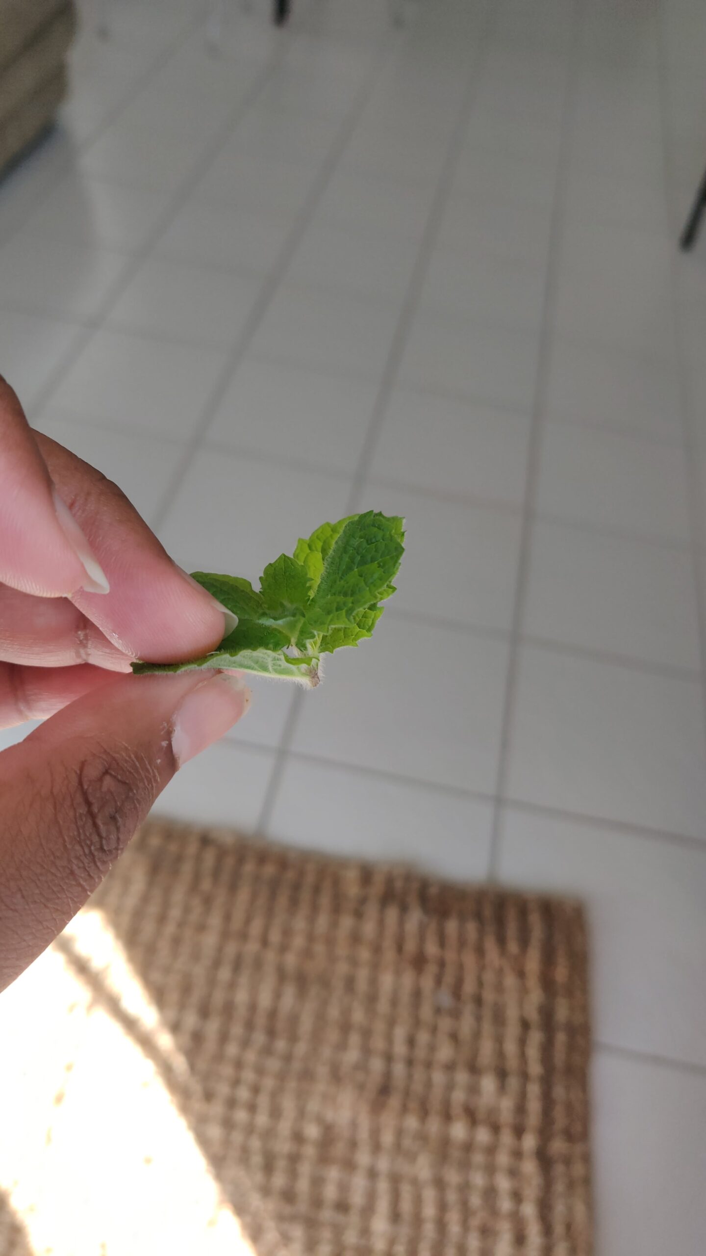 Can Rabbits Eat Mint Leaves