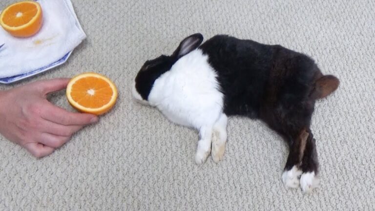 Can Rabbits Eat Oranges - Explore the Best Outdoor Gear, Animal Guides ...