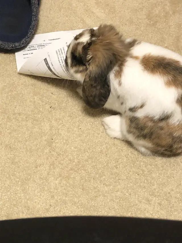 Can Rabbits Eat Paper