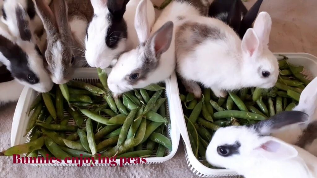 Can Rabbits Eat Pea Pods? What You Should Know - Explore the Best ...