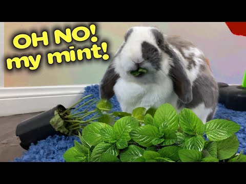 Can Rabbits Eat Peppermint