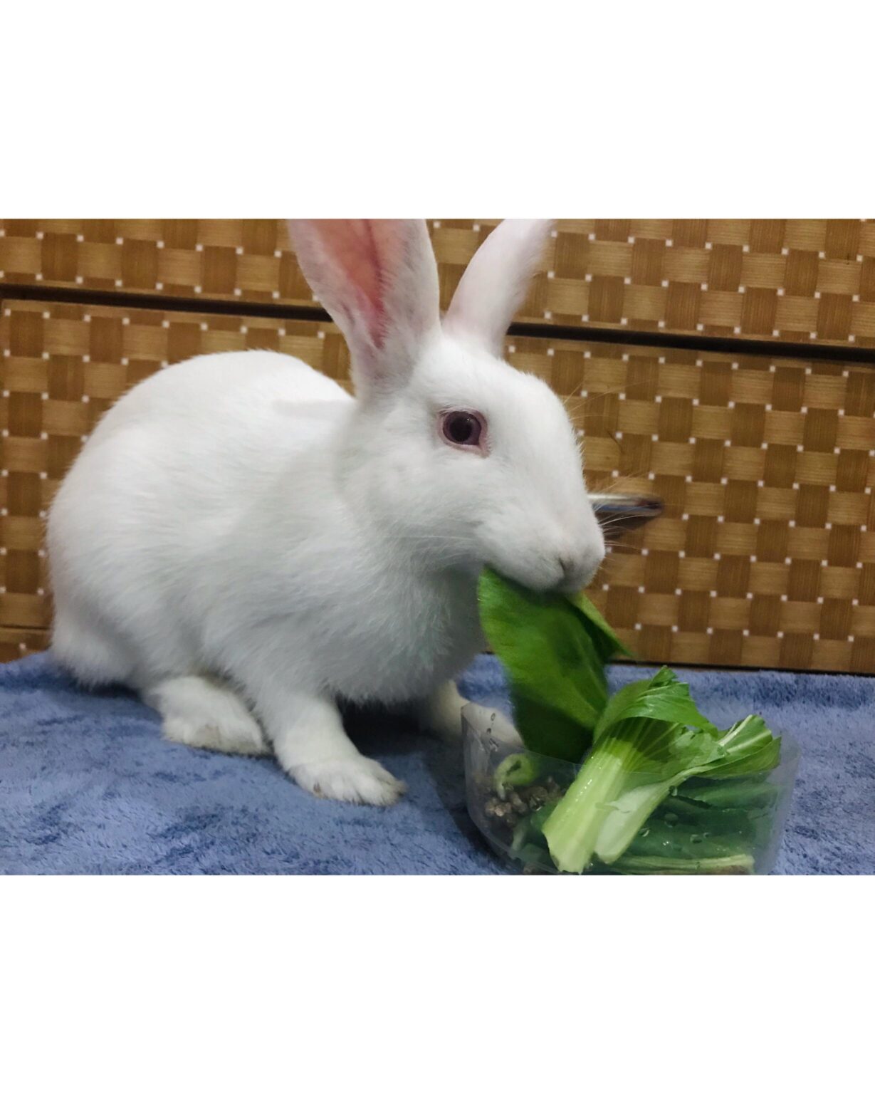 Can Rabbits Eat Peppers