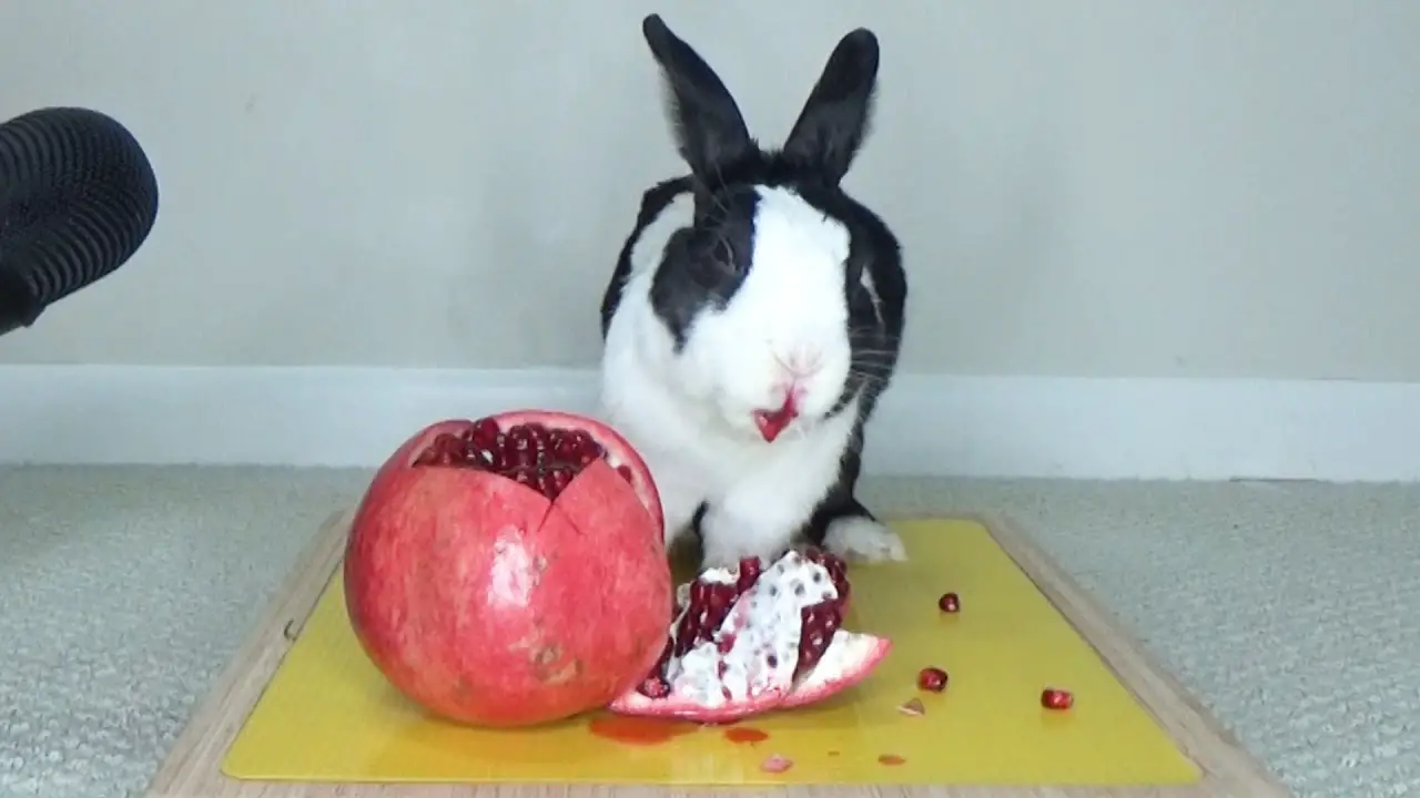 Can Rabbits Eat Pomegranate Seeds