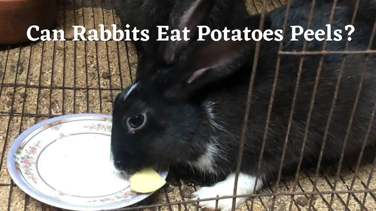 Can Rabbits Eat Potato Peels