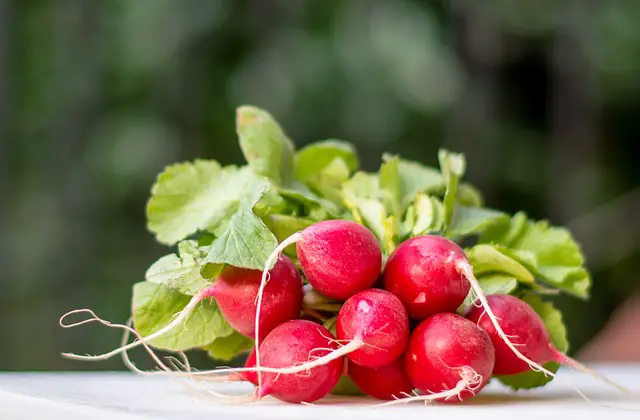 Can Rabbits Eat Radish