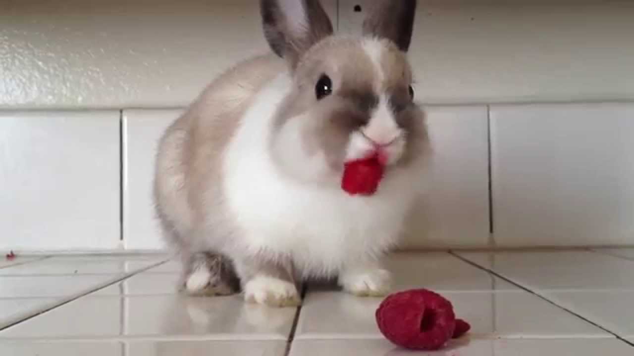 Can Rabbits Eat Raspberries