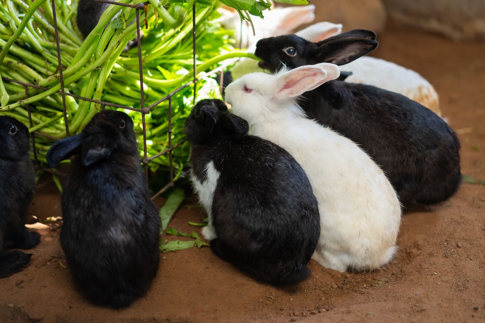 Can Rabbits Eat Raw Green Beans