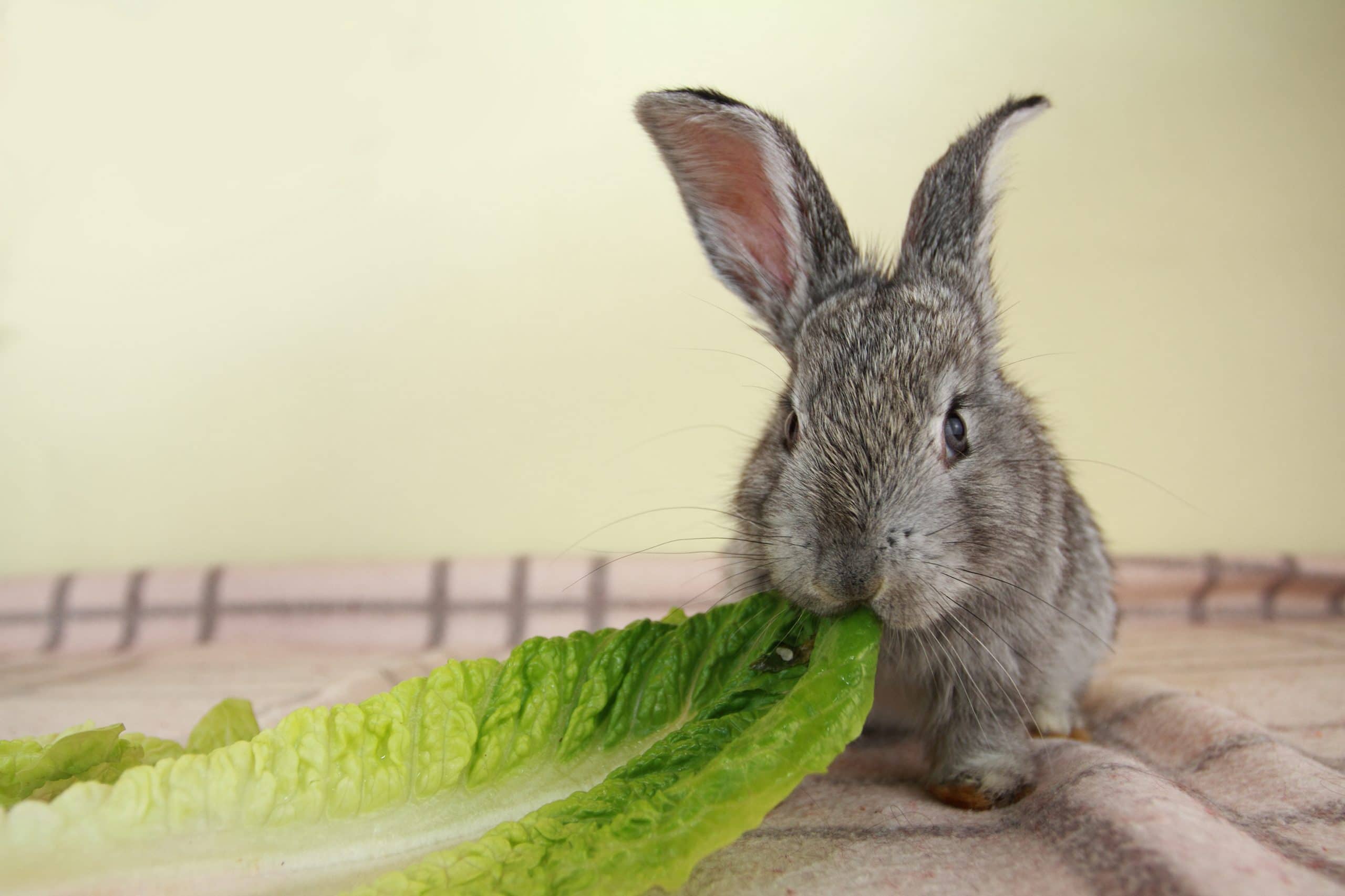 Can Rabbits Eat Romaine Lettuce Everyday