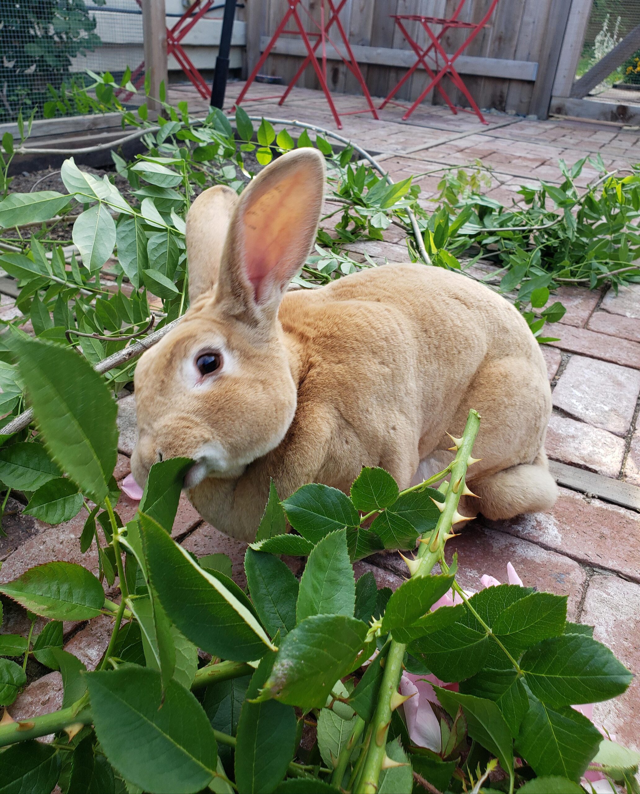 Can Rabbits Eat Roses from the Store