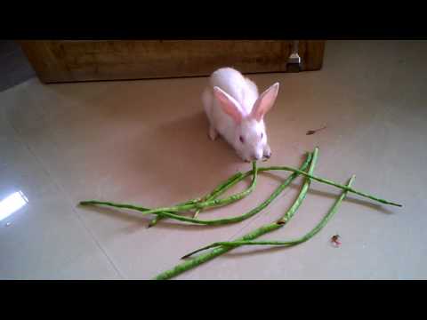 Can Rabbits Eat String Beans