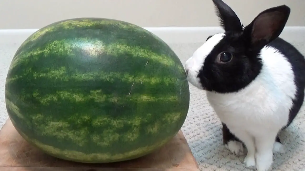 Can Rabbits Eat Watermelon