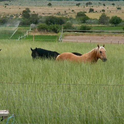 Can You Seed a Pasture With Horses on It