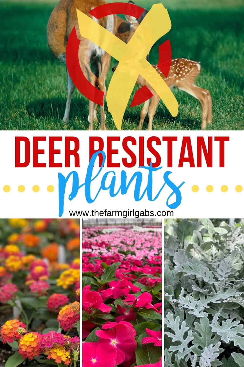 Celosia Plant Deer Resistant?