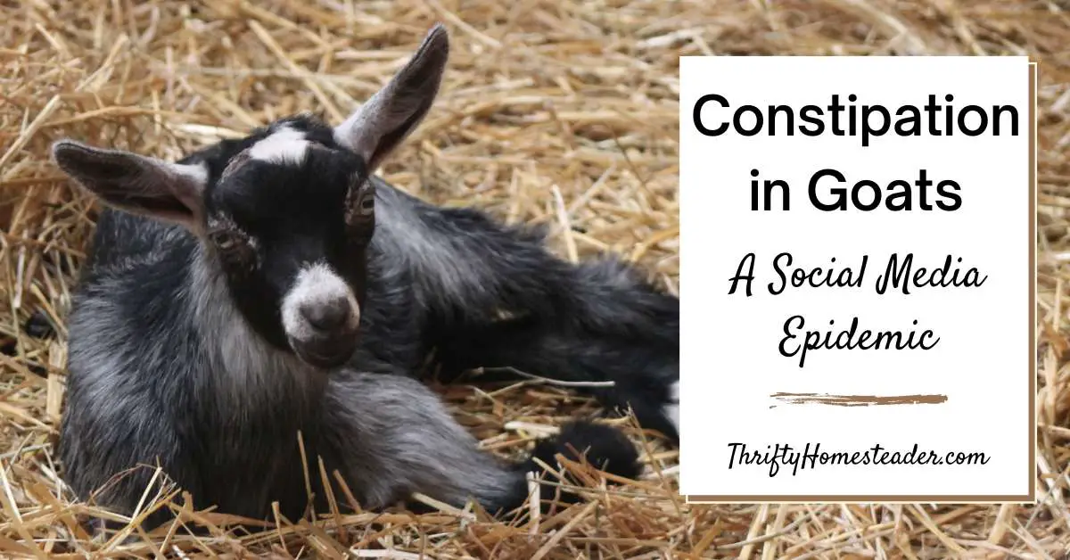 Constipation in Goats