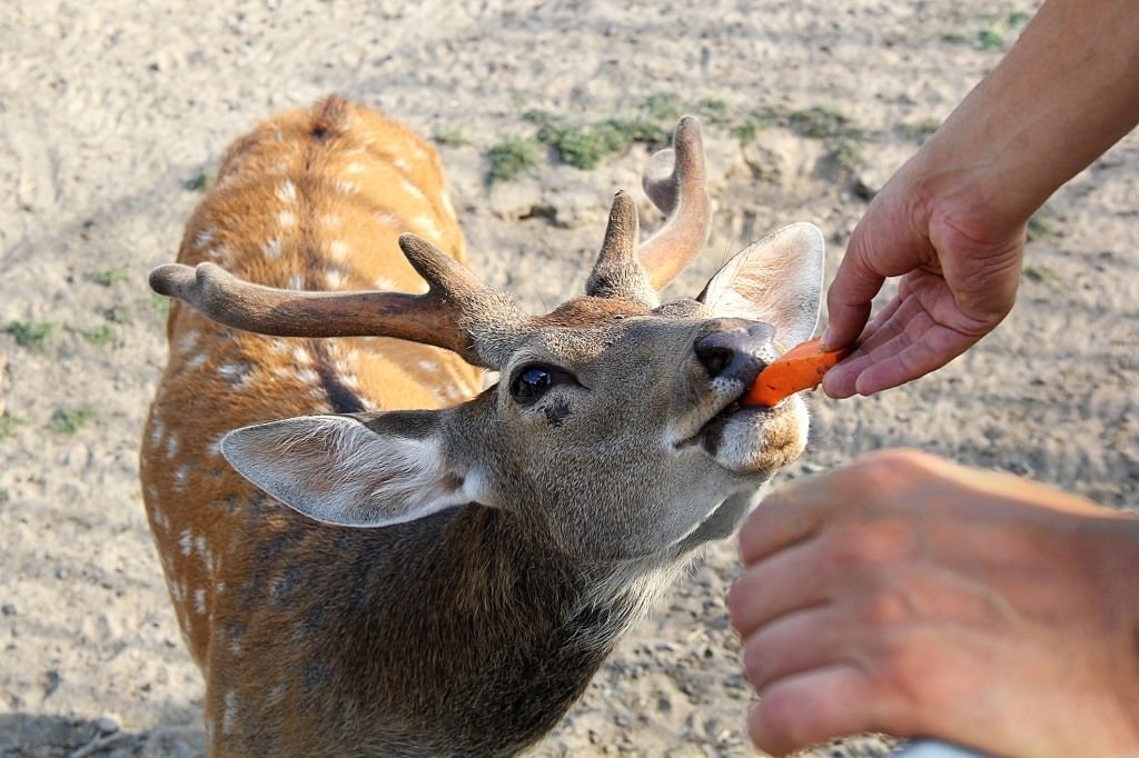 Why Deer Love Carrots