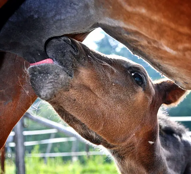 Do Baby Horses Nurse