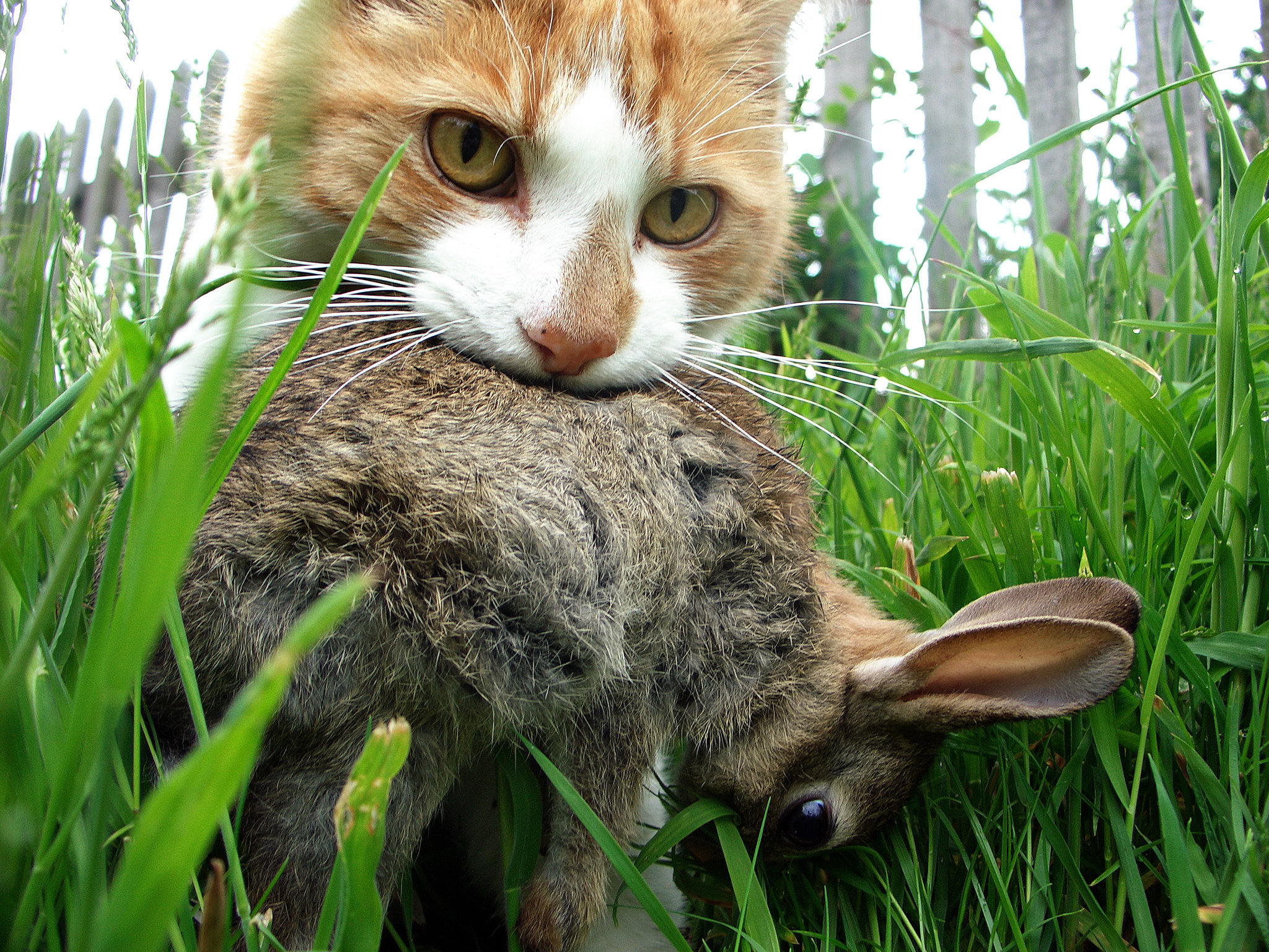 Do Cats Kill Rabbits