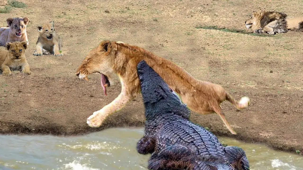 Do Crocodiles Eat Lions