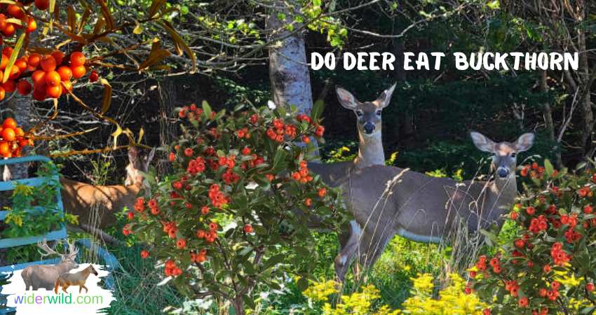 do deer eat buckthorn