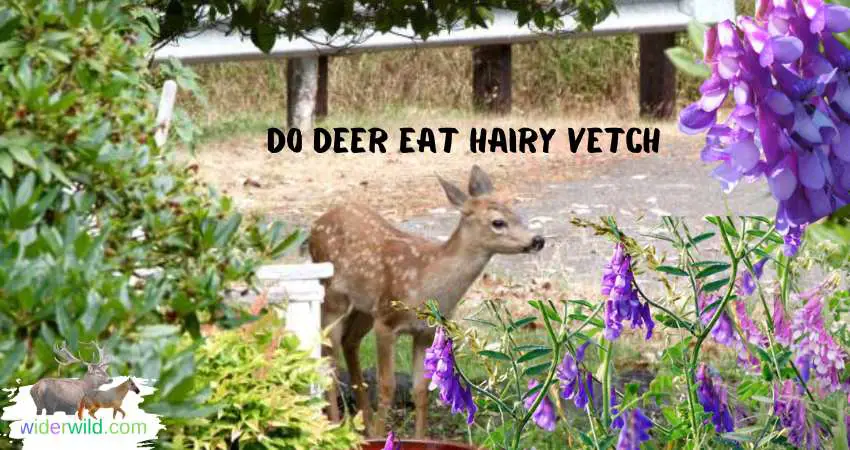 do deer eat hairy vetch