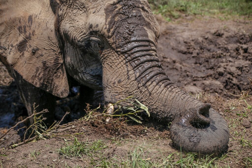 Do Elephants Breathe Through Their Trunks