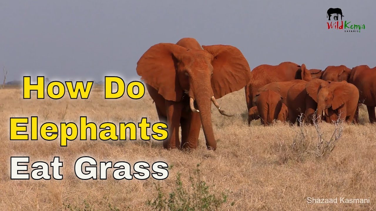 Do Elephants Eat Grass