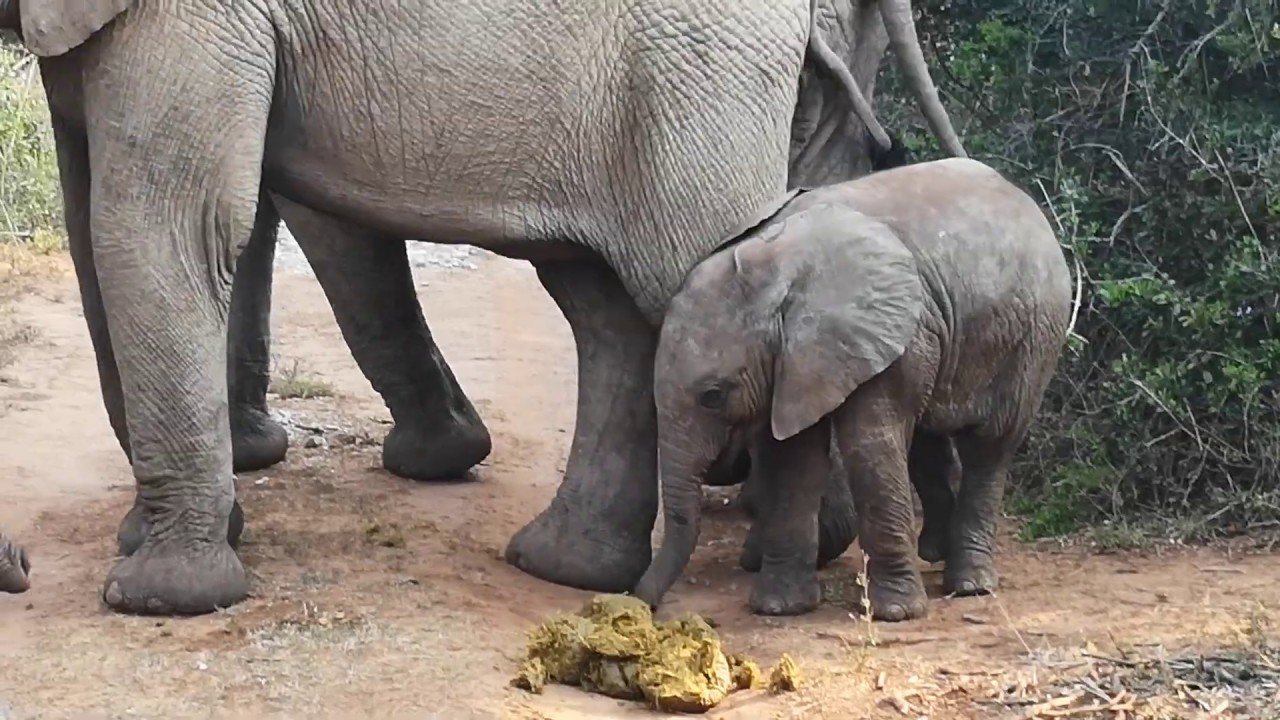 Do Elephants Eat Poop