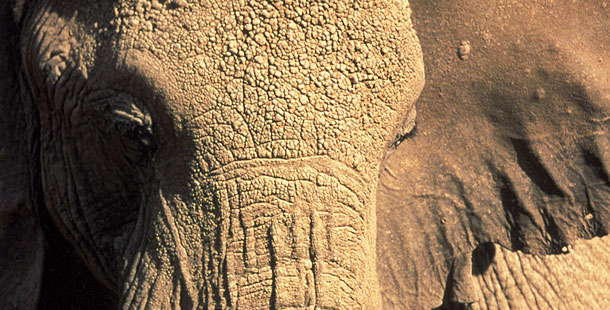 Do Elephants Feel Emotion