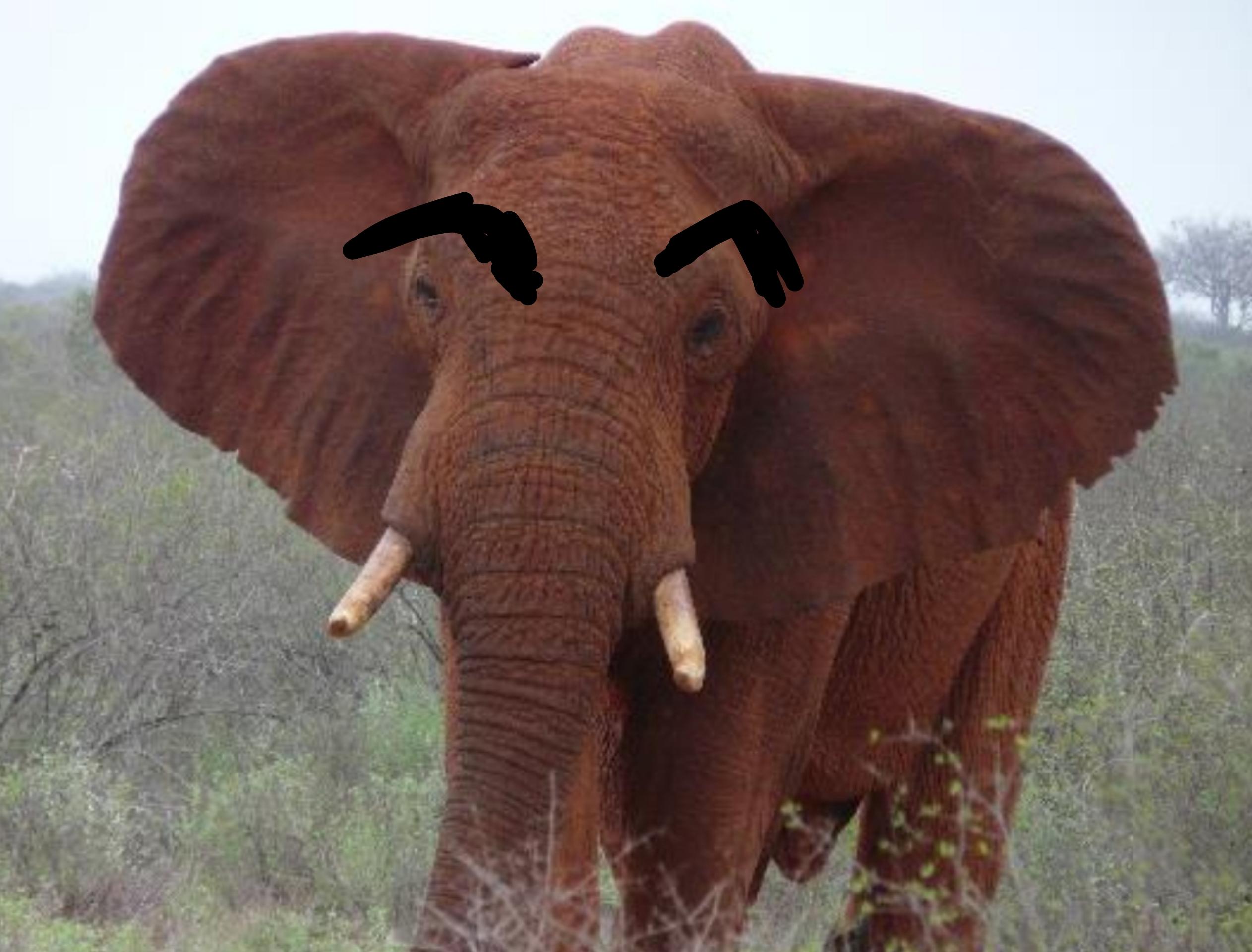 Do Elephants Have Eyebrows