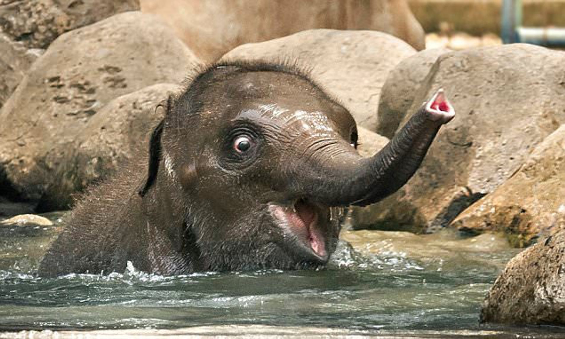 Do Elephants Smile