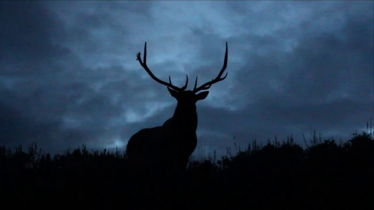 Do Elk Bugle at Night