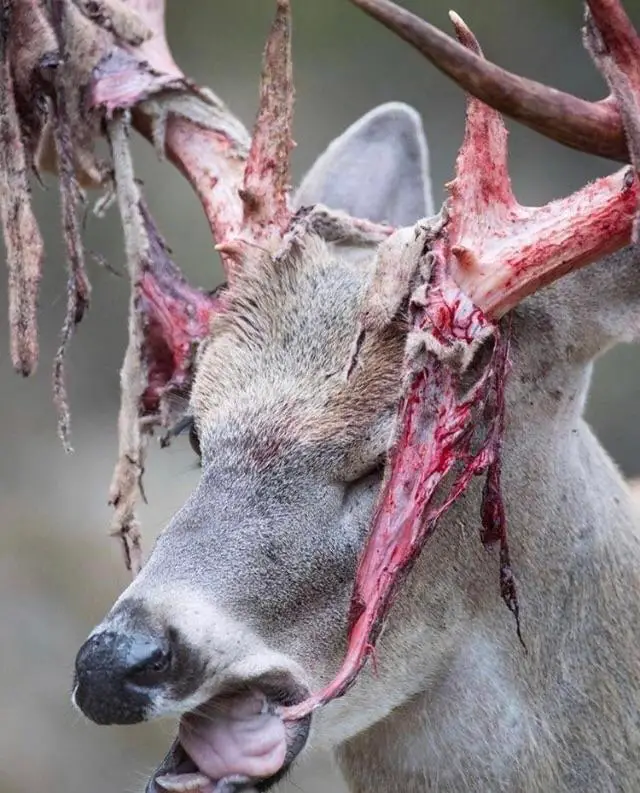 Do Elk Eat Meat