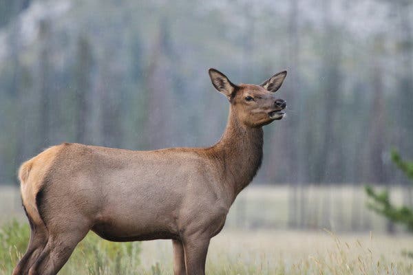 Do Female Elk Bugle