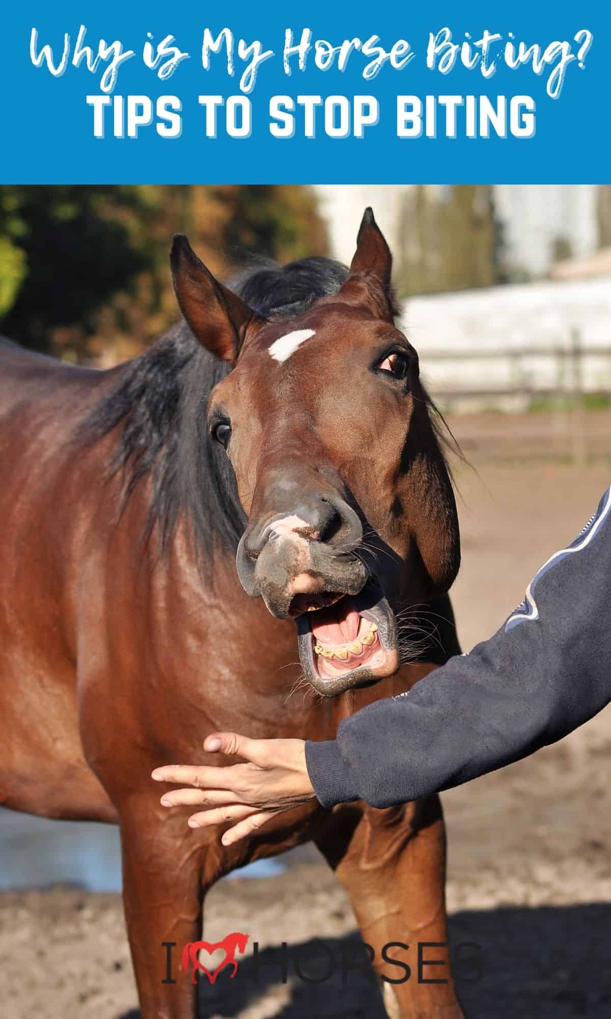 Do Horse Bites Hurt