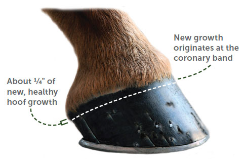 Do Horse Hooves Grow Back